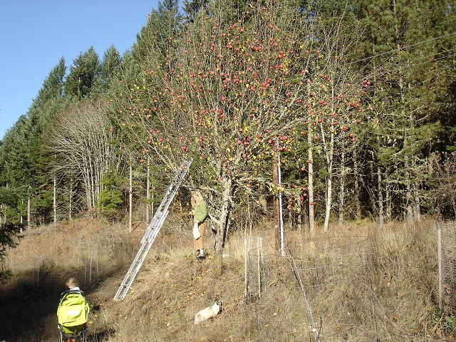 Large apple tree. . .