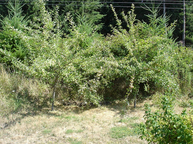 Fuji apple trees. . .